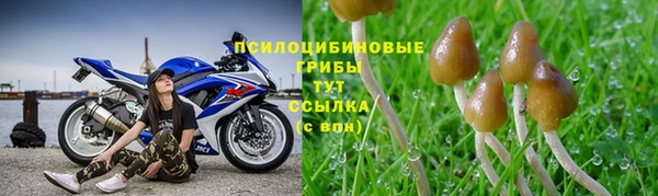 ПСИЛОЦИБИНОВЫЕ ГРИБЫ Баксан