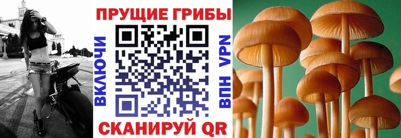 Псилоцибиновые грибы Cubensis  Ярцево 